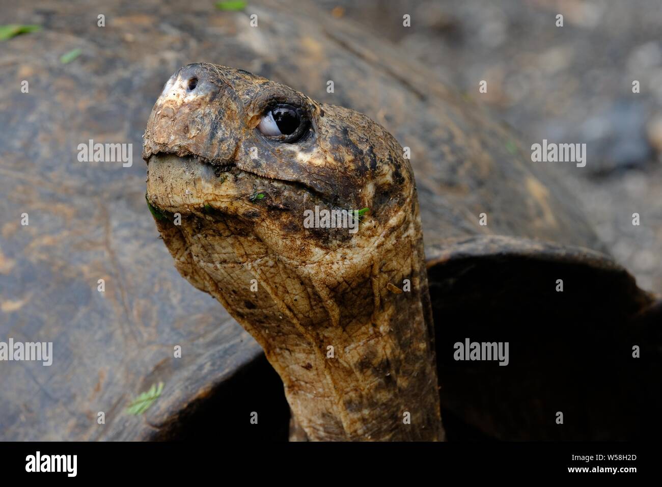 Gros plan d'une tête de tortue qui se fixe en regardant l'appareil photo avec un arrière-plan flou Banque D'Images