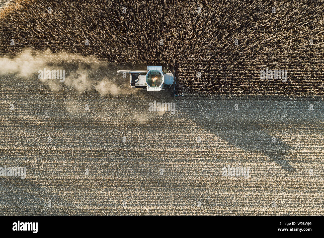 Les machines agricoles de la récolte de maïs Banque D'Images