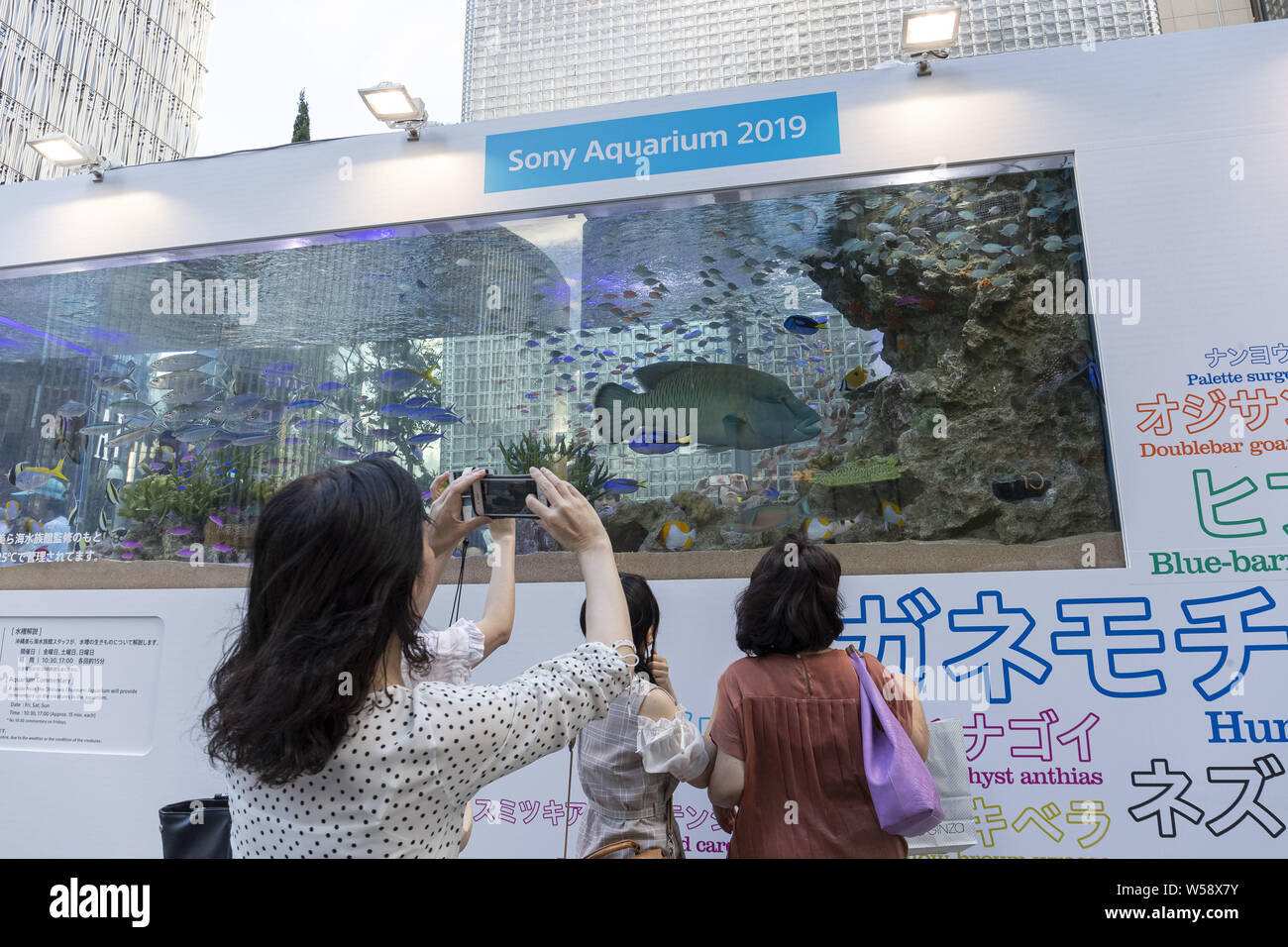 Juillet 26, 2019, Tokyo, Japon : une femme prend des photos de poissons tropicaux de Okinawa natation à l'intérieur d'un réservoir d'eau à Ginza Parc Sony. L'Aquarium 2019 ''Sony'' est l'attraction d'été annuel qui affiche 1000 poissons tropicaux et autres créatures marines d'Okinawa Churaumi Aquarium pour un temps limité dans le quartier de Ginza. Credit : Rodrigo Reyes Marin/ZUMA/Alamy Fil Live News Banque D'Images