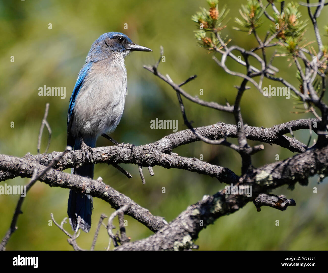 Gros plan d'une poitrine gris Jay perché sur une branche d'arbre de pin pignon. Banque D'Images