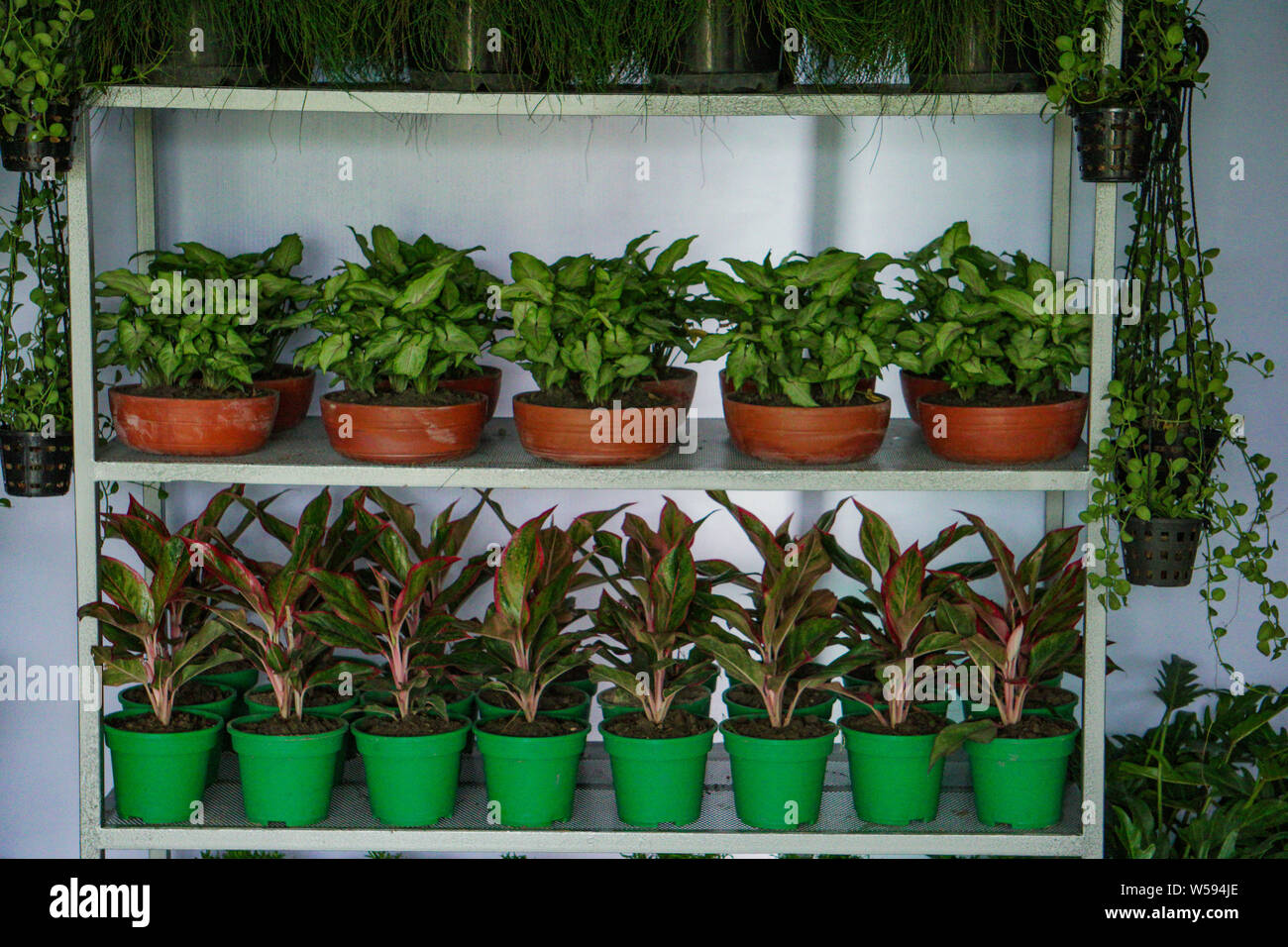 Les plantes de pépinières de plus en plus décoratif mural sur jardin commercial Banque D'Images