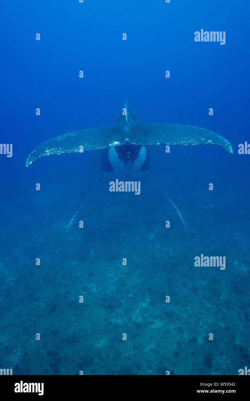 Rorqual à bosse, Megaptera novaeangliae, homme, chantant dans une position tête en bas sur un récif de corail, Ha'apai, Royaume des Tonga, Pacifique Sud Banque D'Images