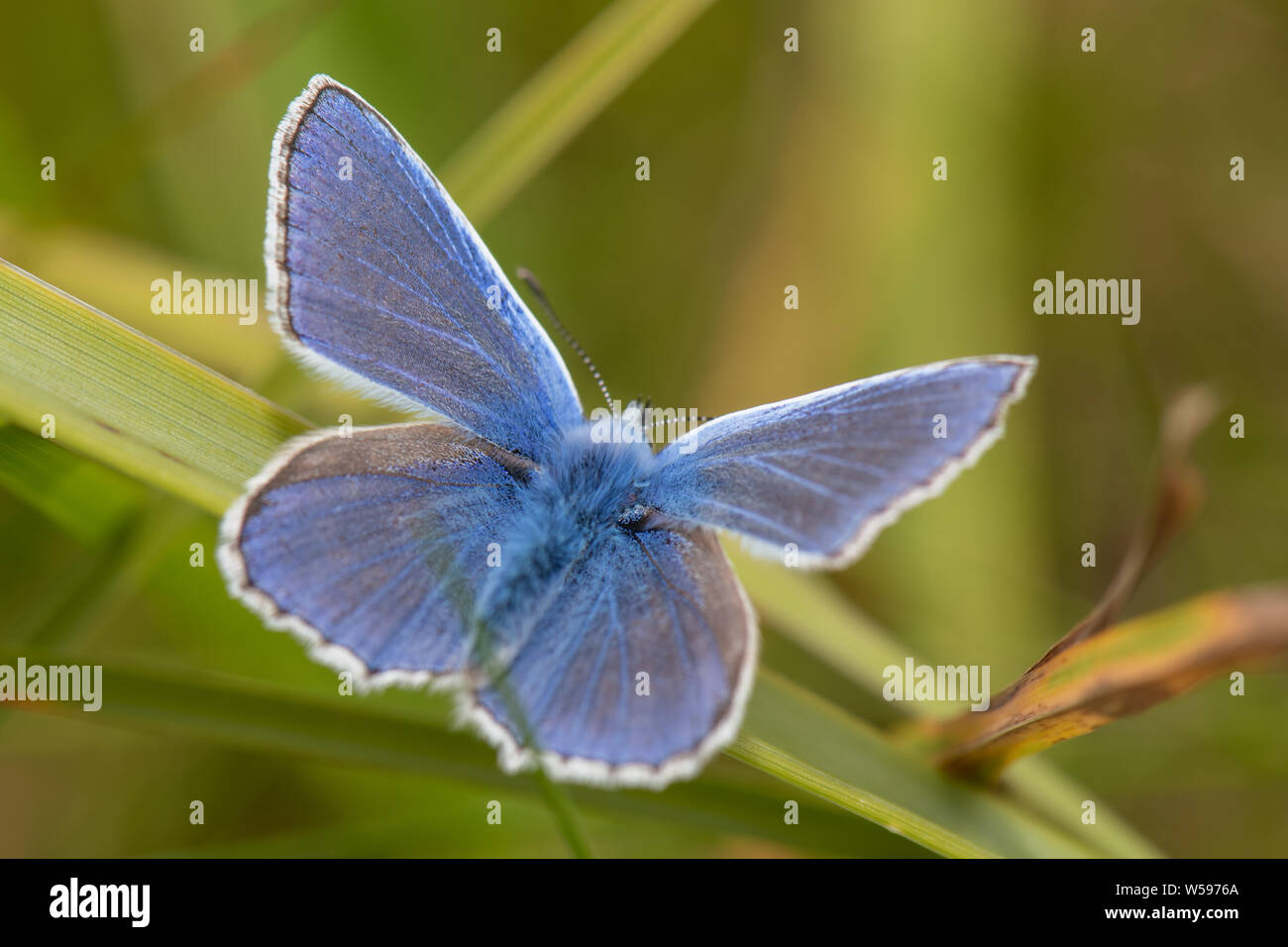 Papillon Bleu commun (Polyommatus Icarus) Banque D'Images