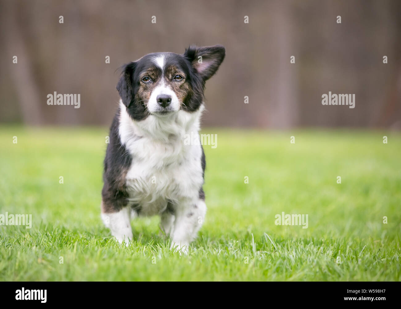 Un mignon petit chien de race mixte tricolore avec les oreilles tombantes standing outdoors Banque D'Images