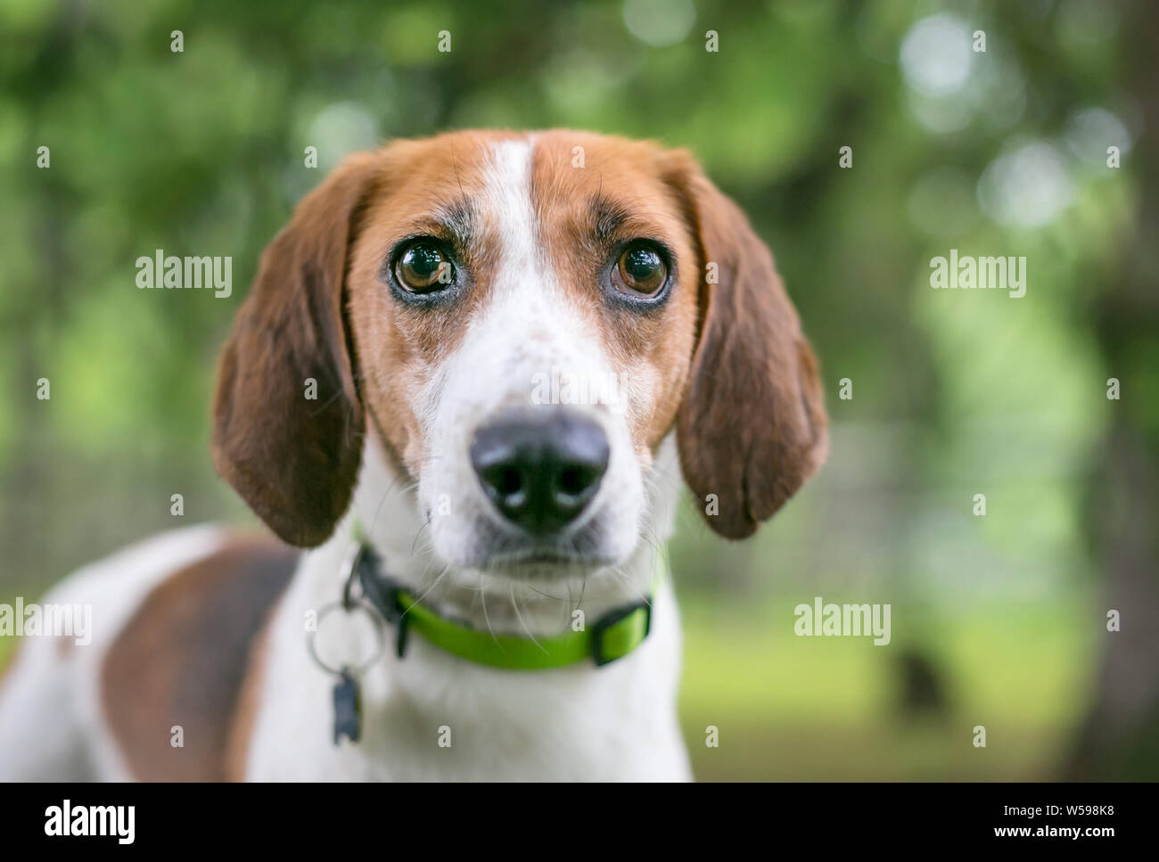 Un Foxhound dog portant un collier et tags à l'extérieur Banque D'Images