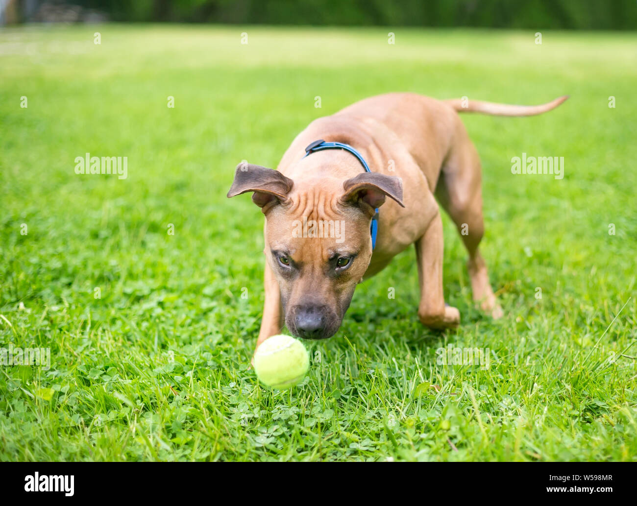 Un heureux pit-bull terrier dog jouant avec une balle en plein air Banque D'Images