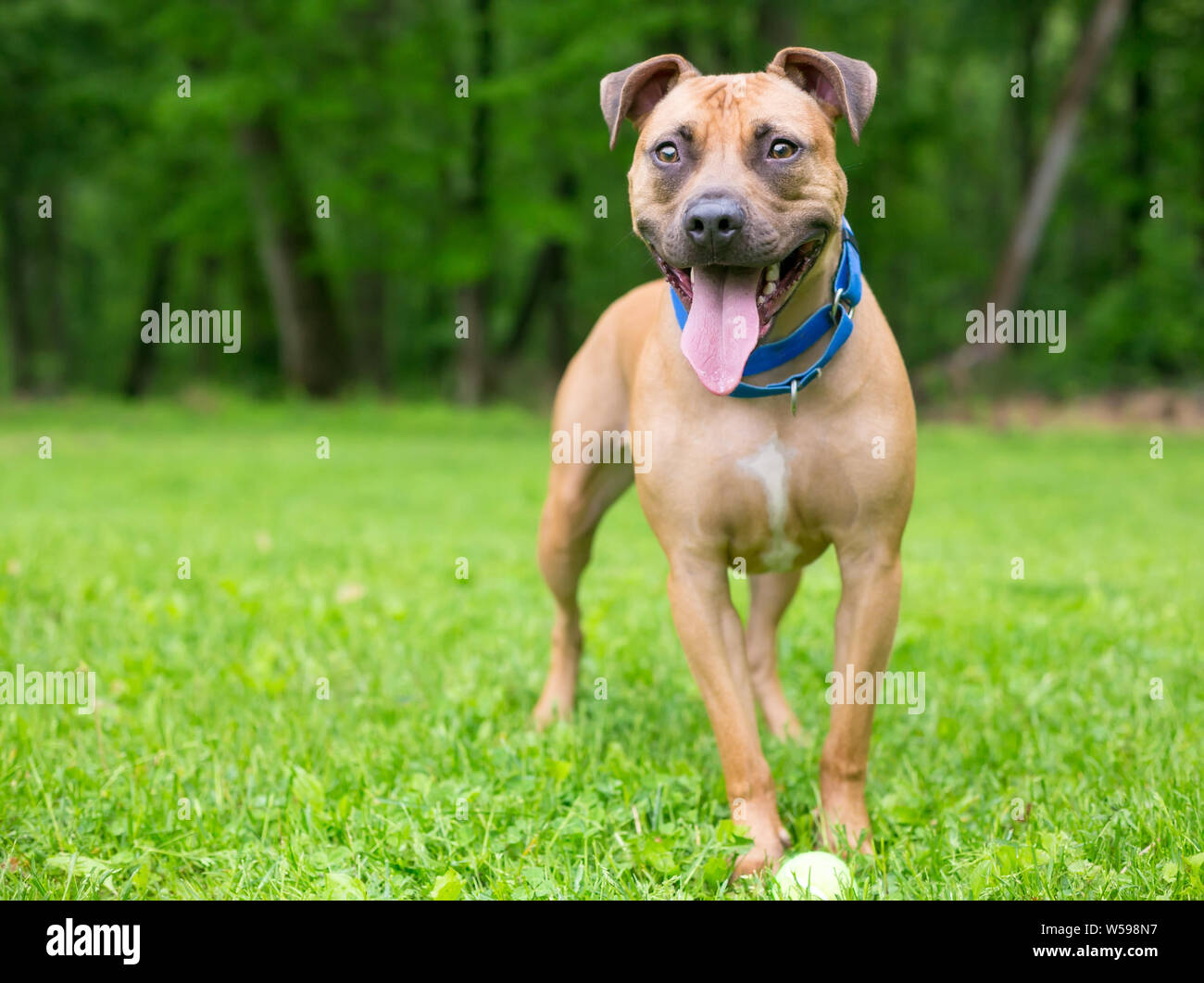 Brown un pit-bull terrier dog standing outdoors et haletant Banque D'Images