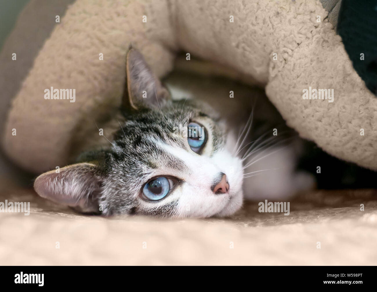 Un chat à poils courts intérieurs timide avec tabby et blanc et des yeux bleus, de se cacher sous une couverture Banque D'Images