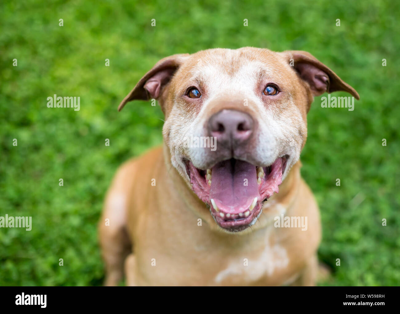 Un Retriever/Terrier dog avec une expression heureuse Banque D'Images