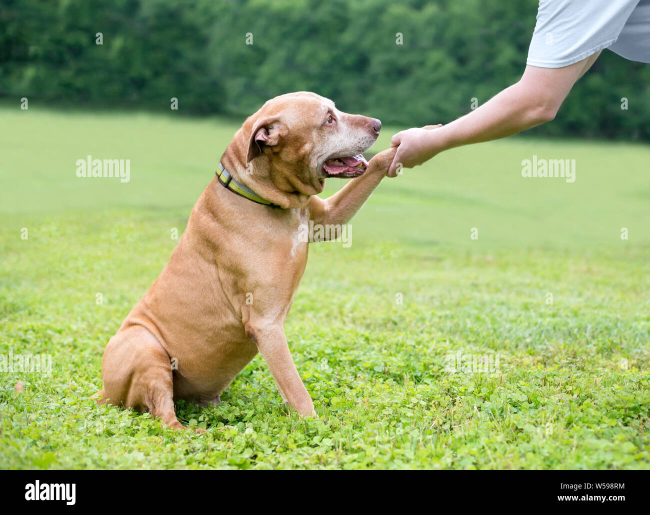 Un Retriever/Terrier dog serrant la main à son propriétaire Banque D'Images