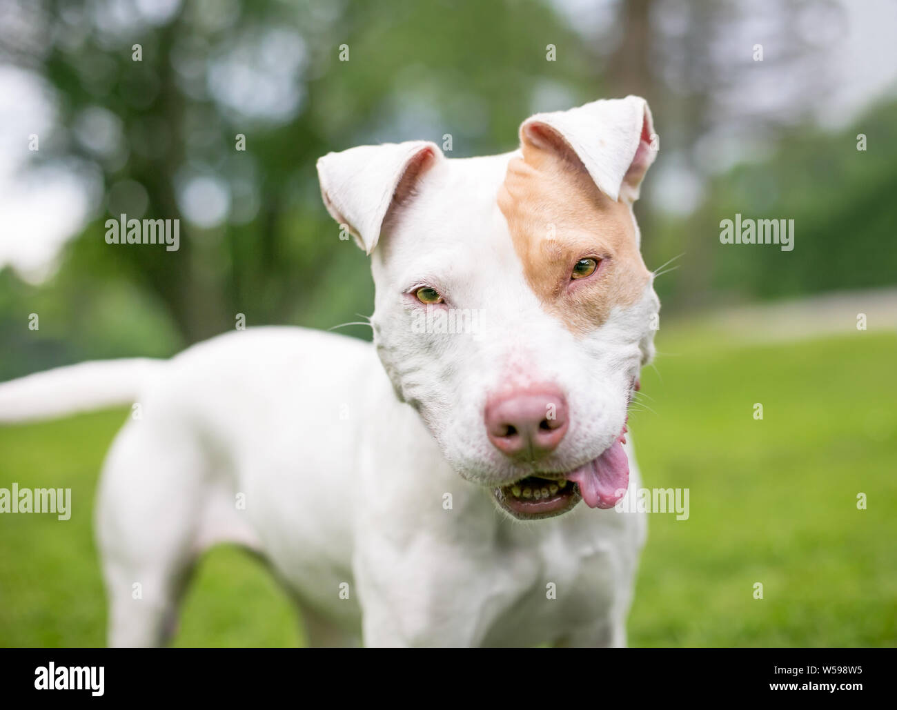 Rouge et blanc d'un pit-bull terrier dog avec les oreilles tombantes et une expression drole Banque D'Images
