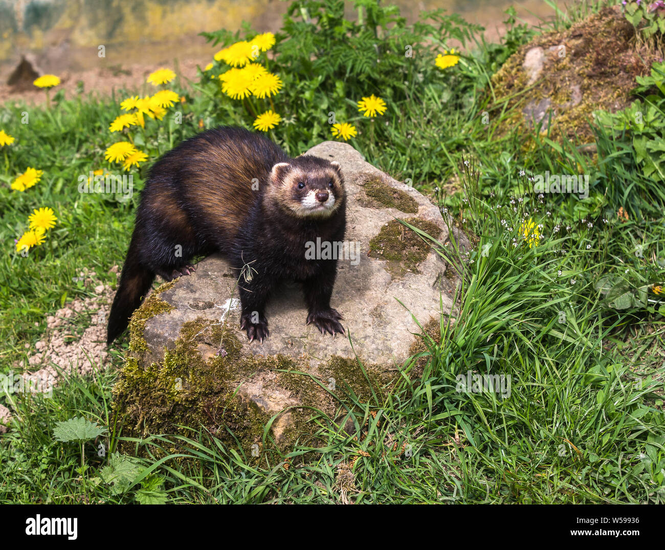 Putois a pied noir Banque de photographies et d’images à haute résolution Alamy
