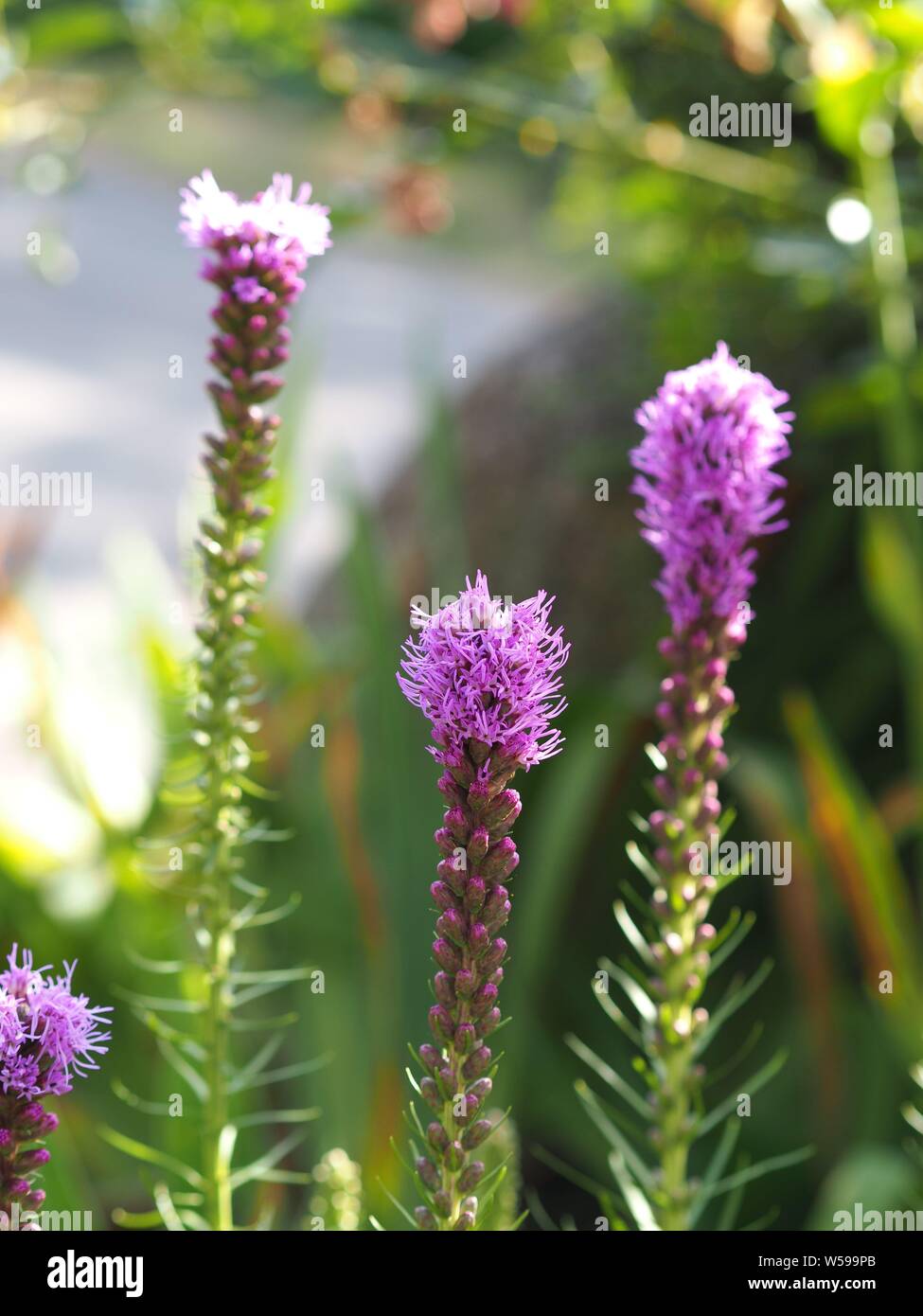 Violet Liatris spicata ; Gros plan Prachtscharte Banque D'Images