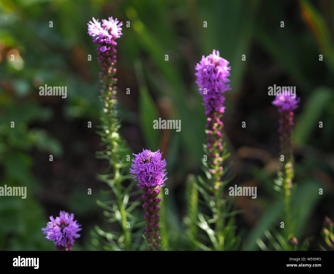 Violet Liatris spicata ; Gros plan Prachtscharte Banque D'Images