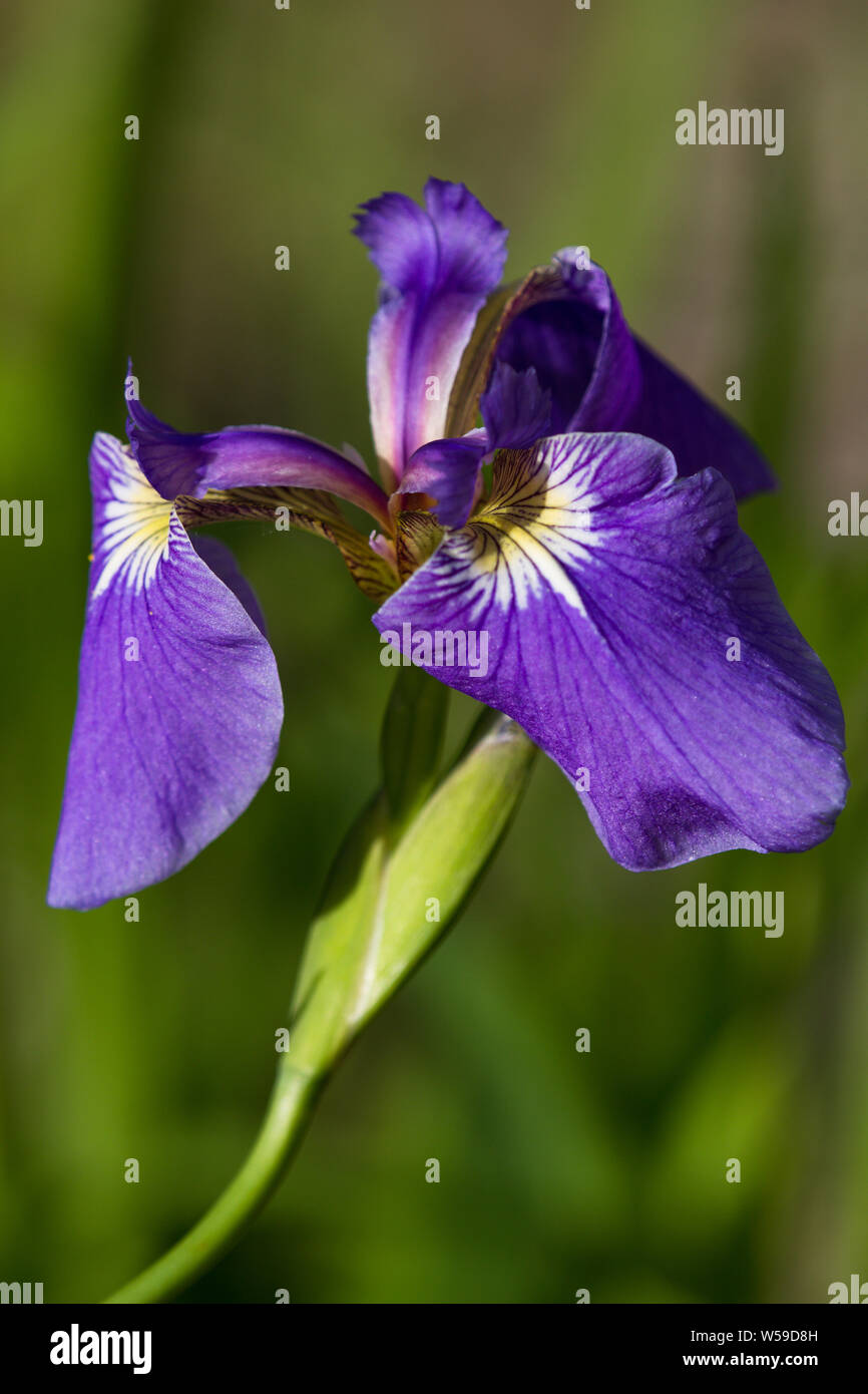 Fleur d'iris sauvage en Alaska Banque D'Images
