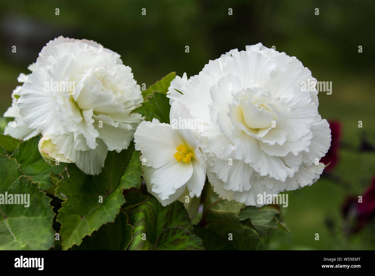 Les fleurs de Bégonia blanc Banque D'Images