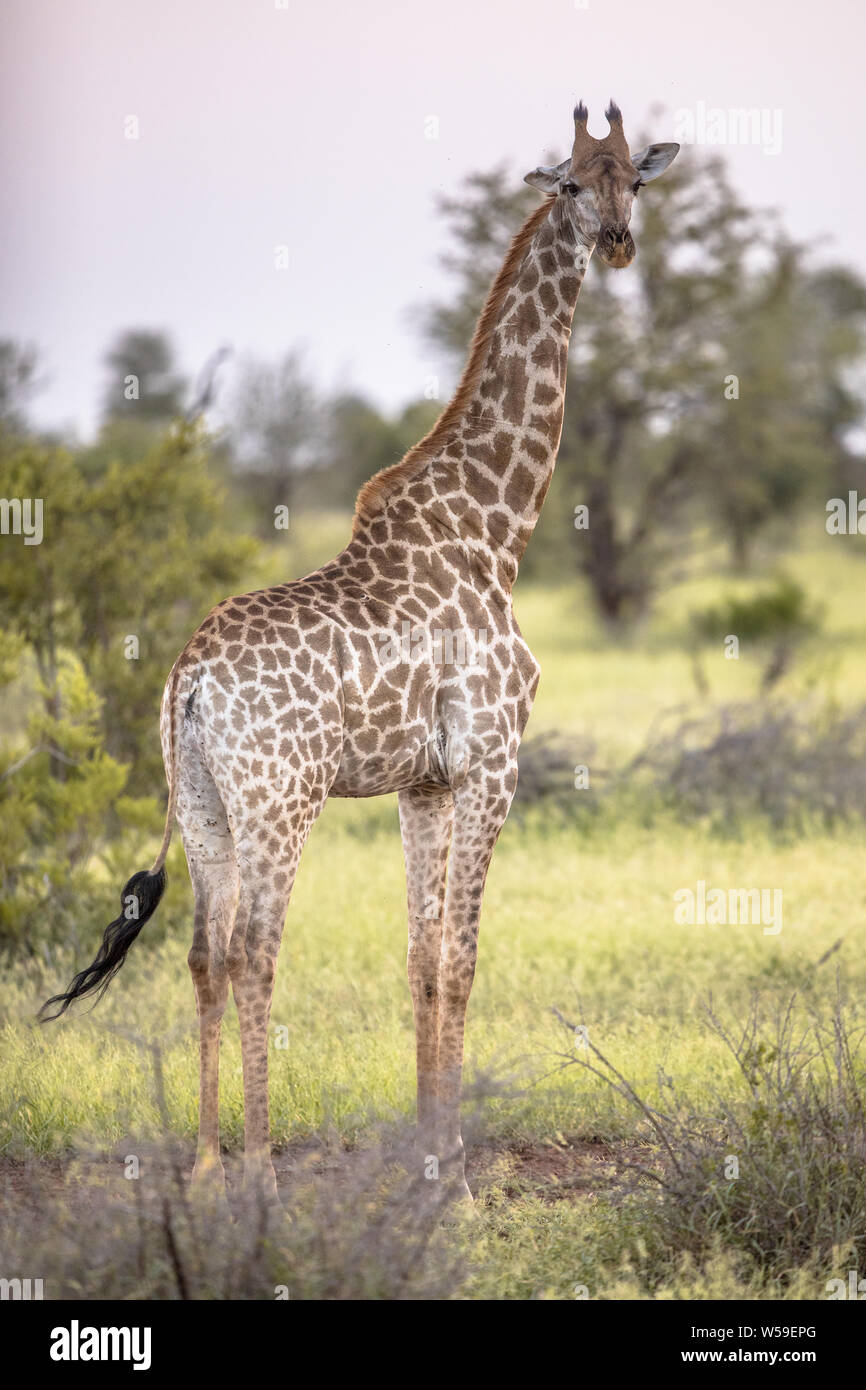 Girafe (Giraffa giraffa) debout dans les tons de jaune et de lumière de l'après-midi à la caméra au parc national Kruger en Afrique du Sud Banque D'Images