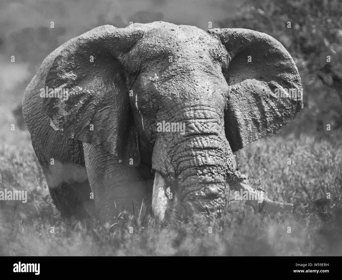 Grand éléphant africain (Loxodonta africana) sur bull savanna après un bain de boue dans le parc national Kruger en Afrique du Sud, en sépia Banque D'Images