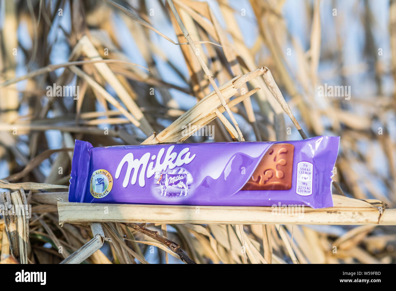 Lodz, Pologne, janvier 2017 : Une barre de chocolat au lait Milka Mondelez Alpenmilch avec la vache pourpre, le tronc, l'écorce des arbres Banque D'Images Lodz, Pologne, janvier 2017 : Une barre de chocolat au lait Milka Mondelez Alpenmilch avec la vache pourpre, le tronc, l'écorce des arbres Banque D'Images