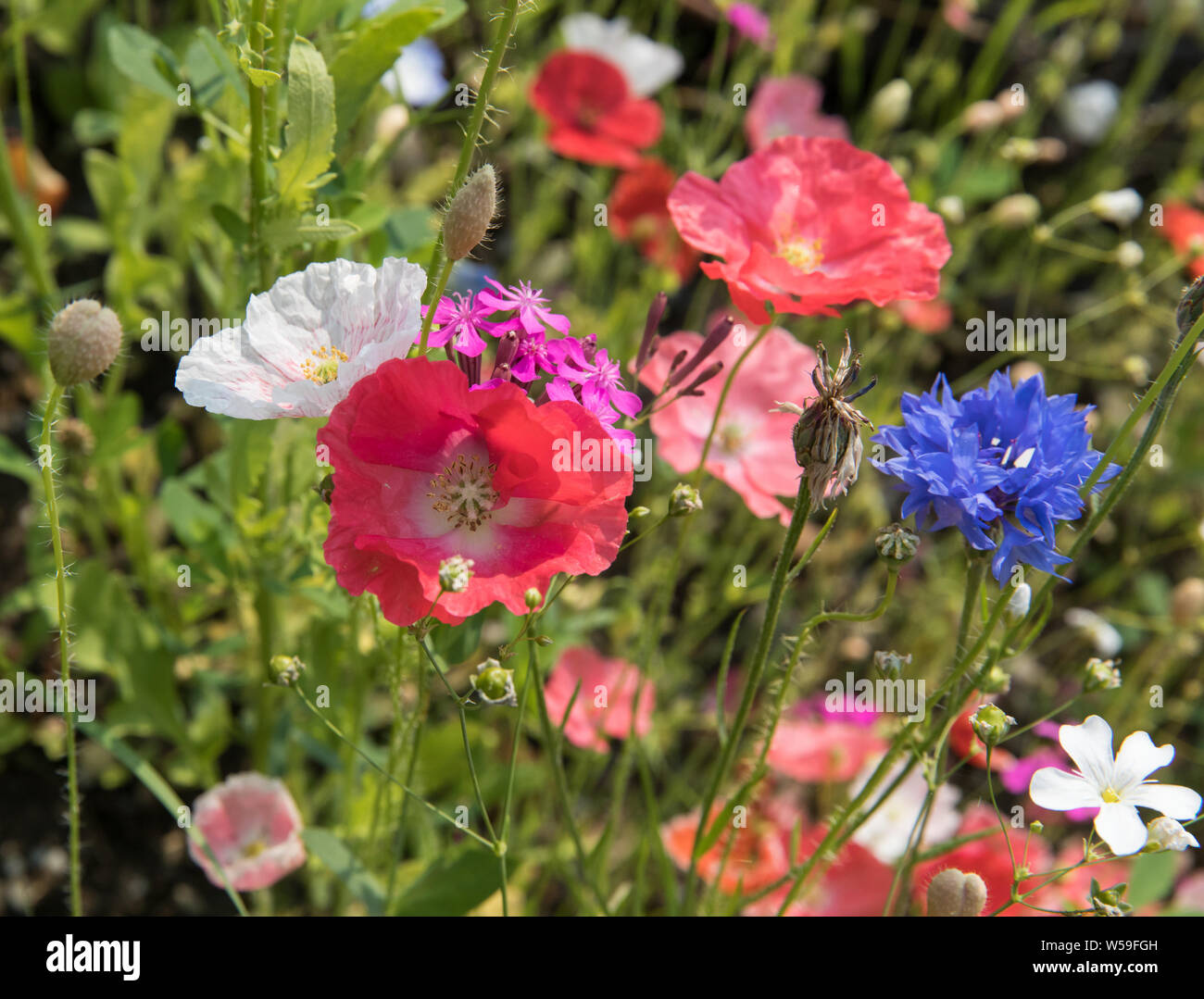 Fleurs sauvages colorées qui poussent en Alaska Banque D'Images