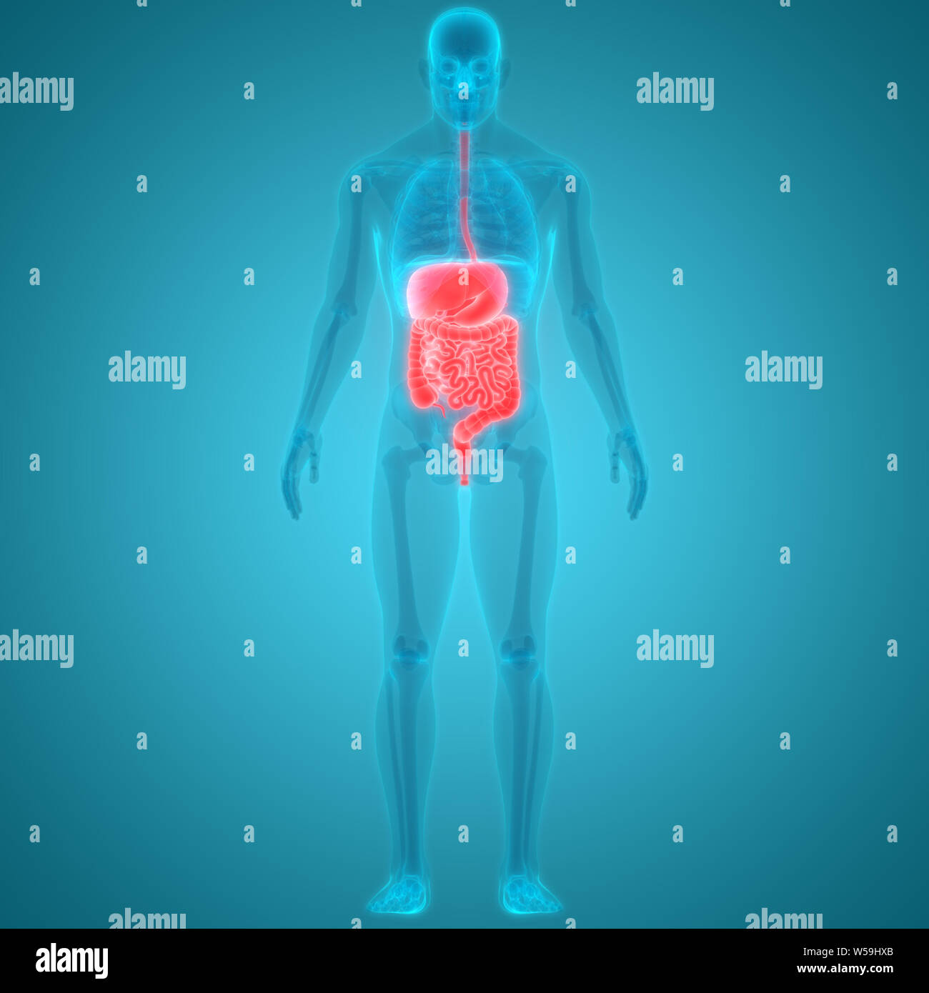 Anatomie du système digestif humain Photo Stock - Alamy