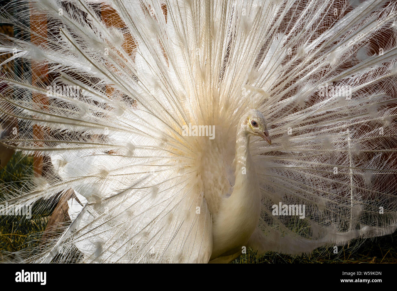 Queue de paon blanc Ouvrir Close-up. Peacock Albino. Fond noir et blanc. Portrait d'un paon blanc, avec des plumes, l'exécution de la suite nuptiale d Banque D'Images