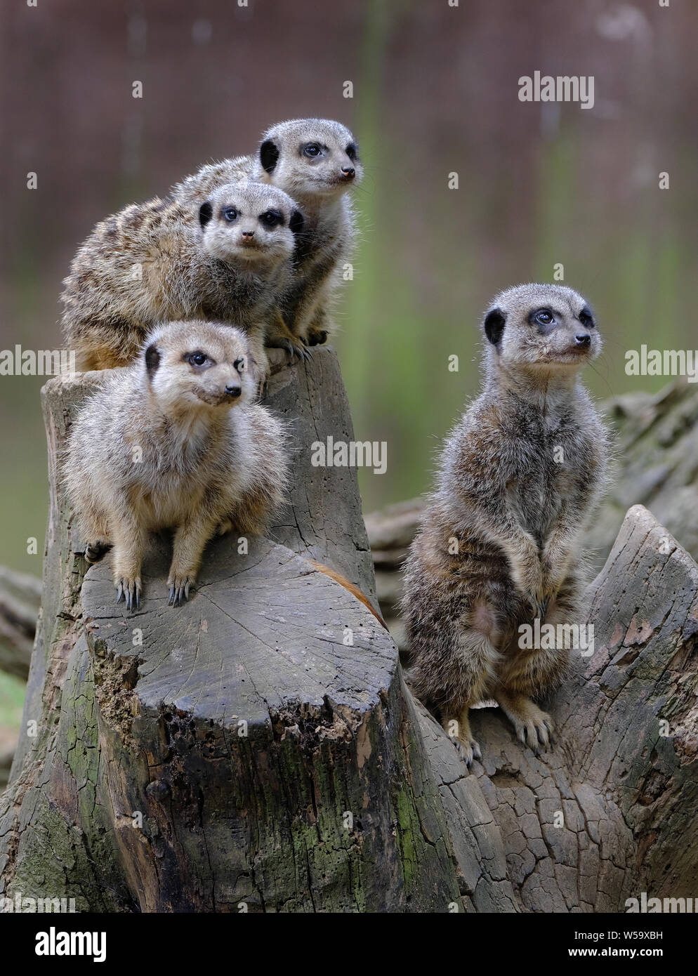 Famille suricates sur guard dans petit local wildlife park. Banque D'Images