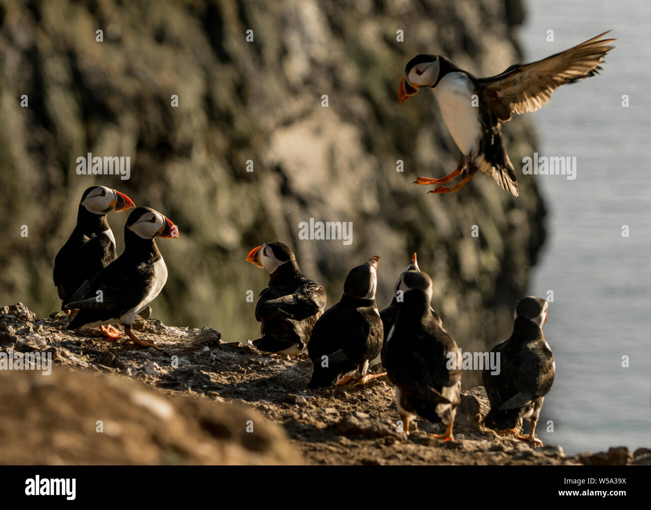 Les macareux de Skomer Island Banque D'Images