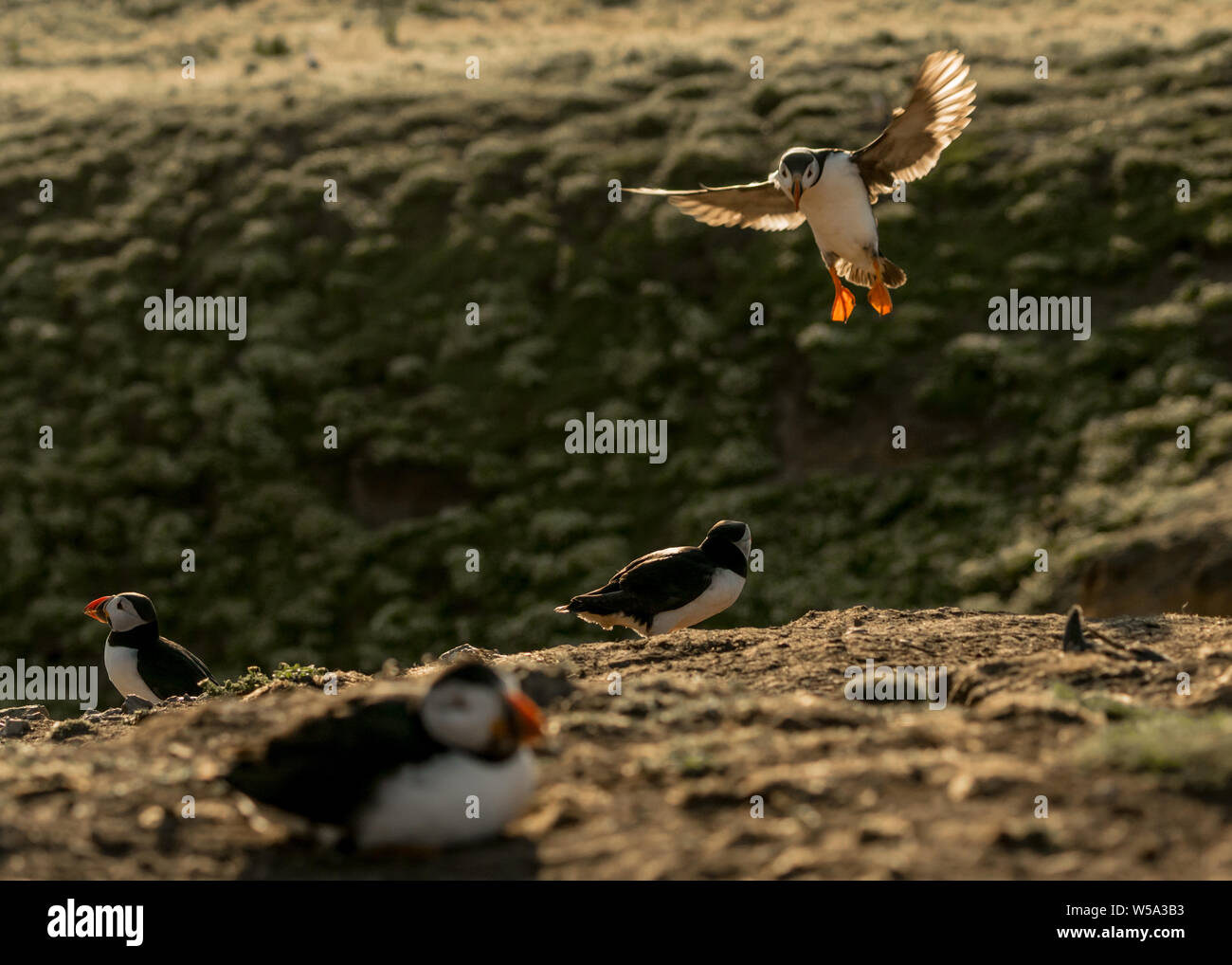 Les macareux de Skomer Island Banque D'Images