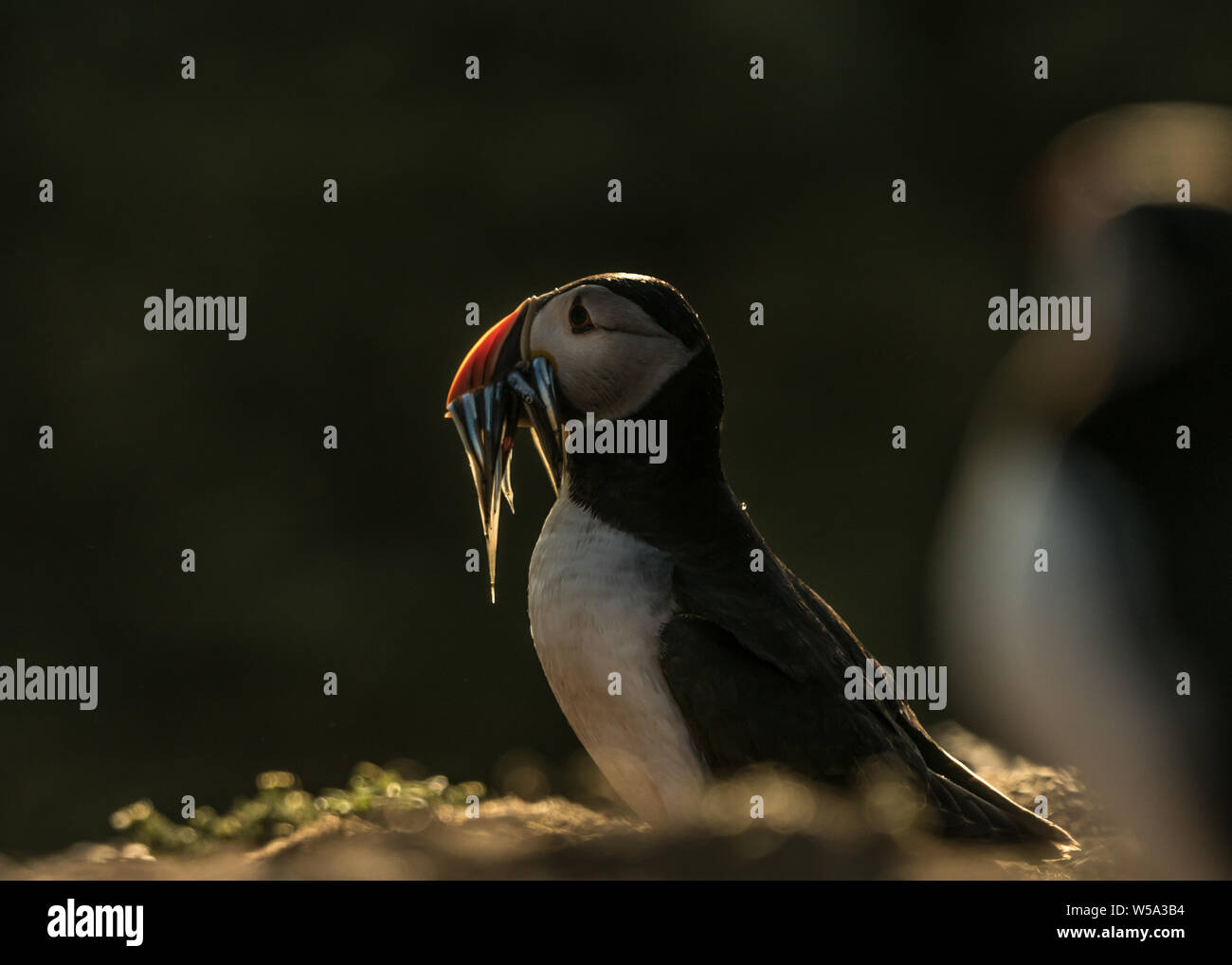 Les macareux de Skomer Island Banque D'Images
