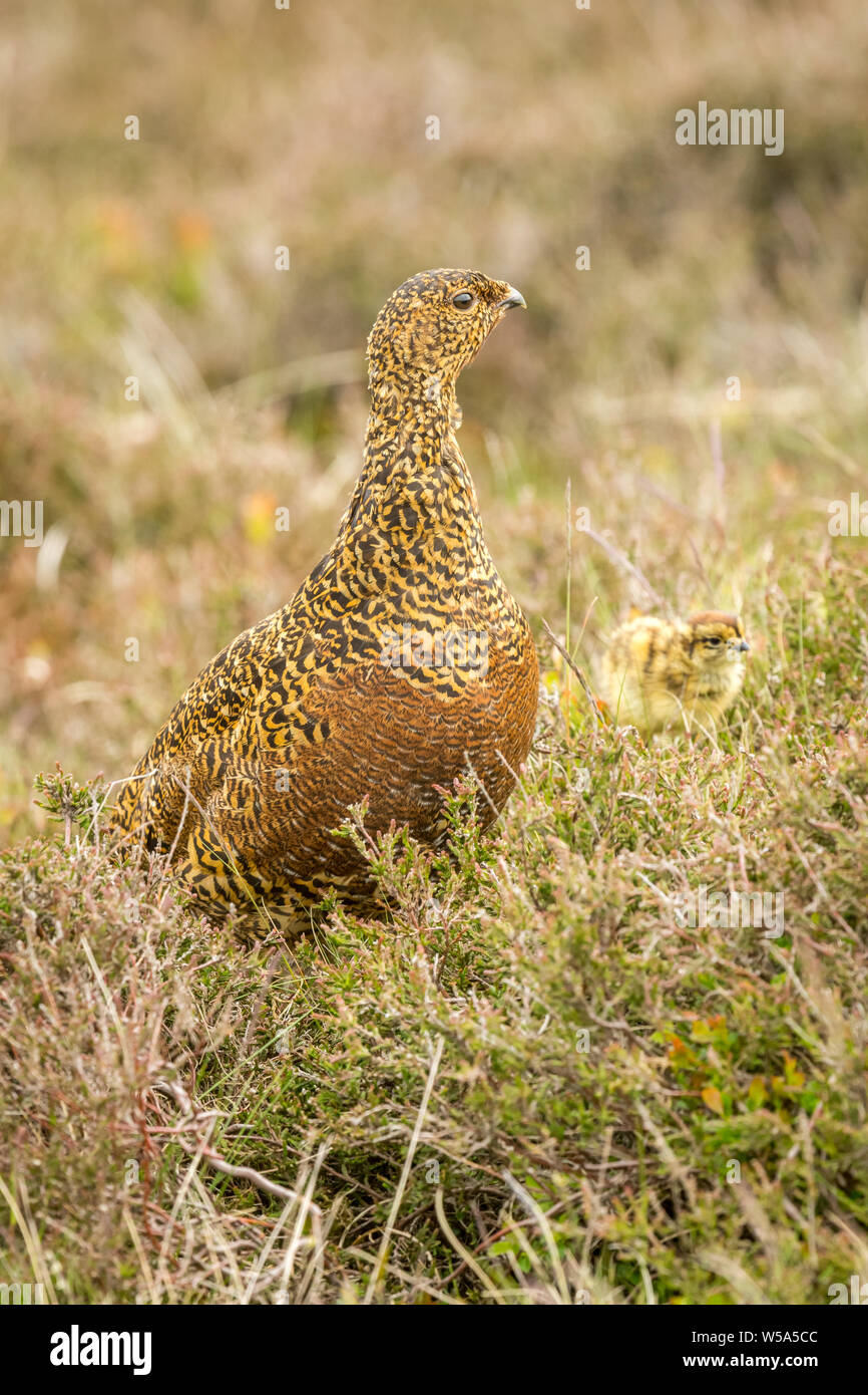 Lagopède des saules (Lagopus lagopus : nom scientifique), femelle, rouge huppée à alerte sur grouse moor, faisant face à droite, avec de petits nourriture poussin dans la bruyère Banque D'Images