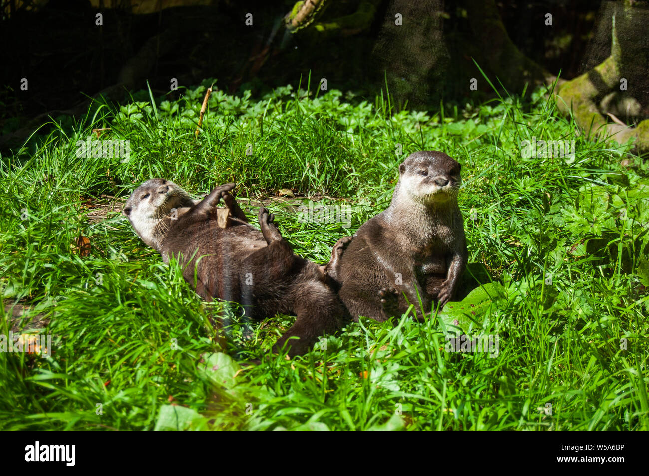 Les loutres paire de jouer dans l'herbe au Zoo d'Exmoor Banque D'Images
