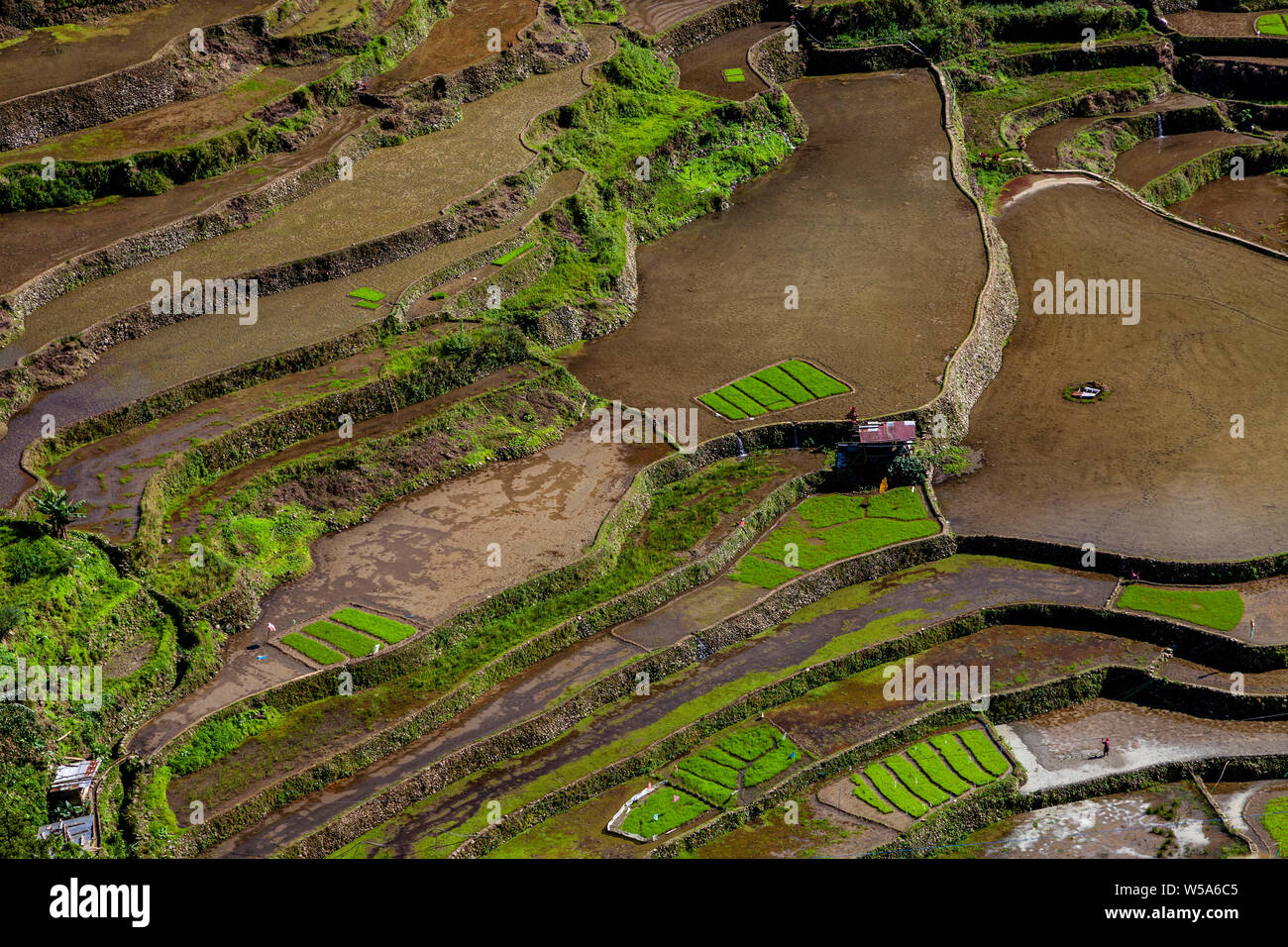 Terrasses de riz près de Batad, les montagnes de la Cordillère, Luzon, Philippines Banque D'Images