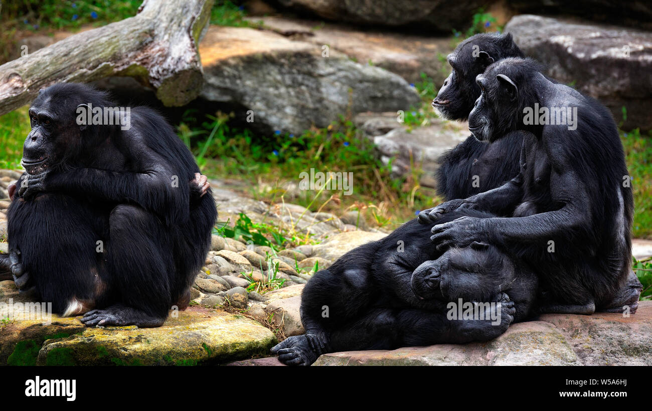 Un petit groupe de la troupe de chimpanzés du Zoo de Taronga Banque D'Images