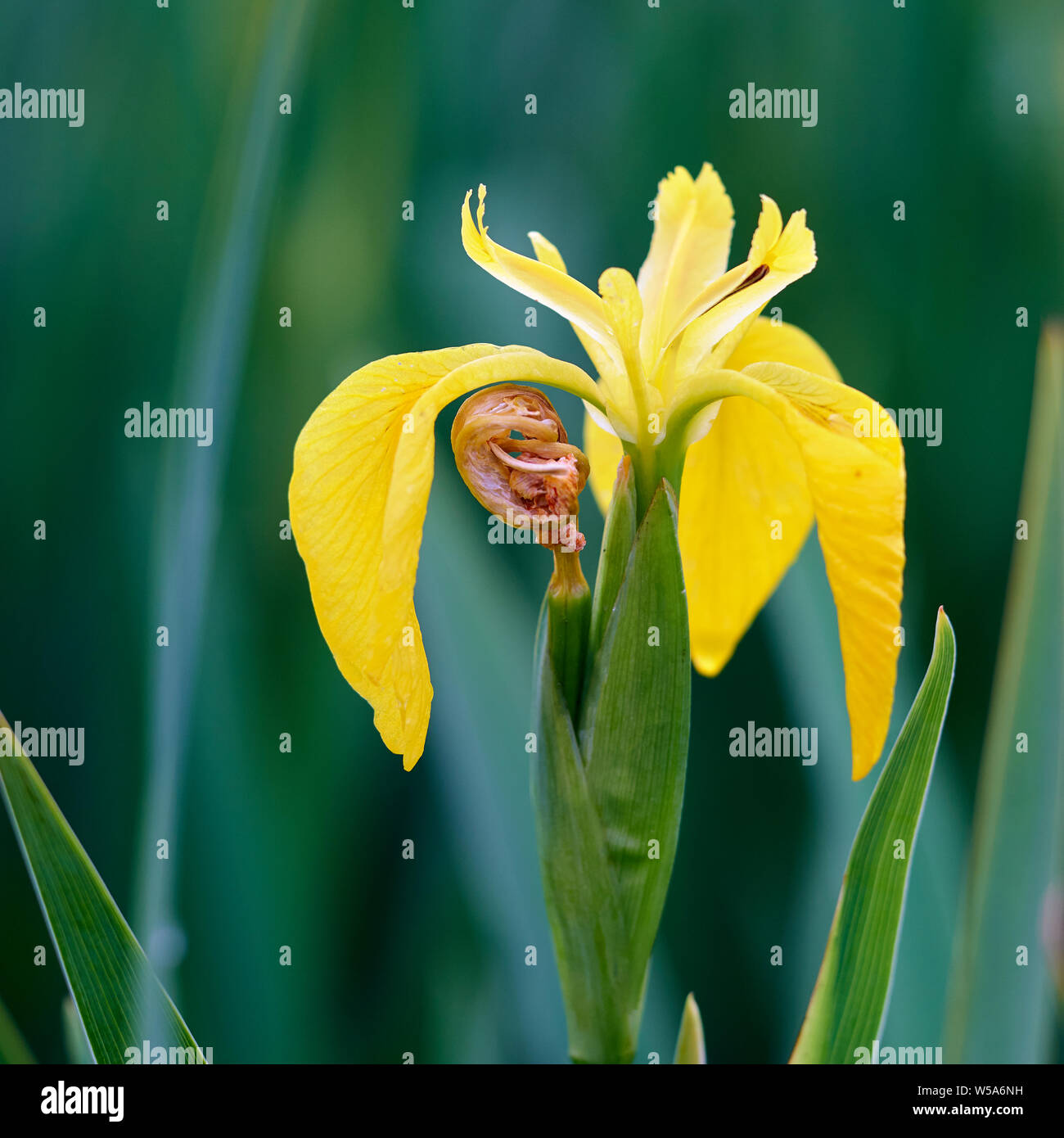 Iris jaune, Iris pseudacorus. Loch Gruinart, Isle of Islay, Argyll, Scotland Banque D'Images