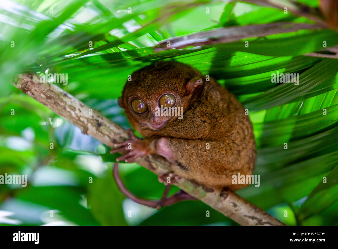 Le Tarsier des Philippines et Wildlife Sanctuary, Bohol, Philippines Banque D'Images