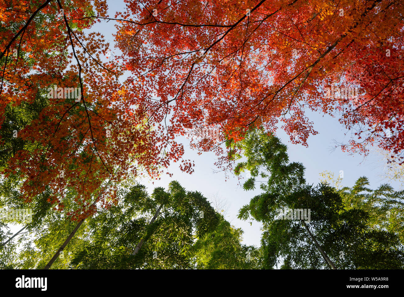 Automne couleur dans Jojakko-ji dans de Arashiyama, Kyoto, Japon. Banque D'Images