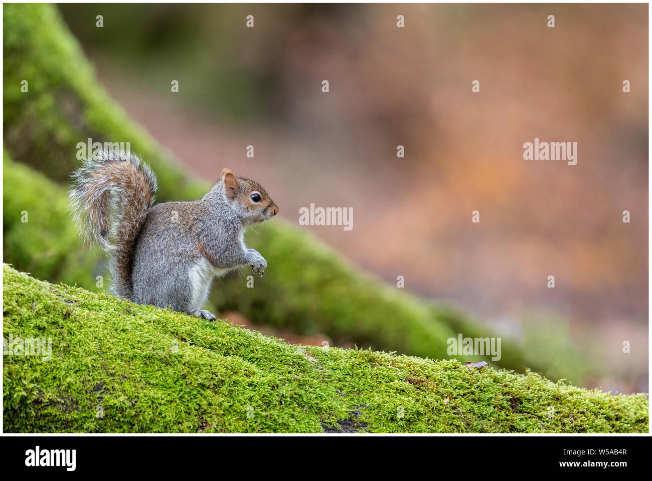 Squirell gris sur un arbre à mousse Banque D'Images