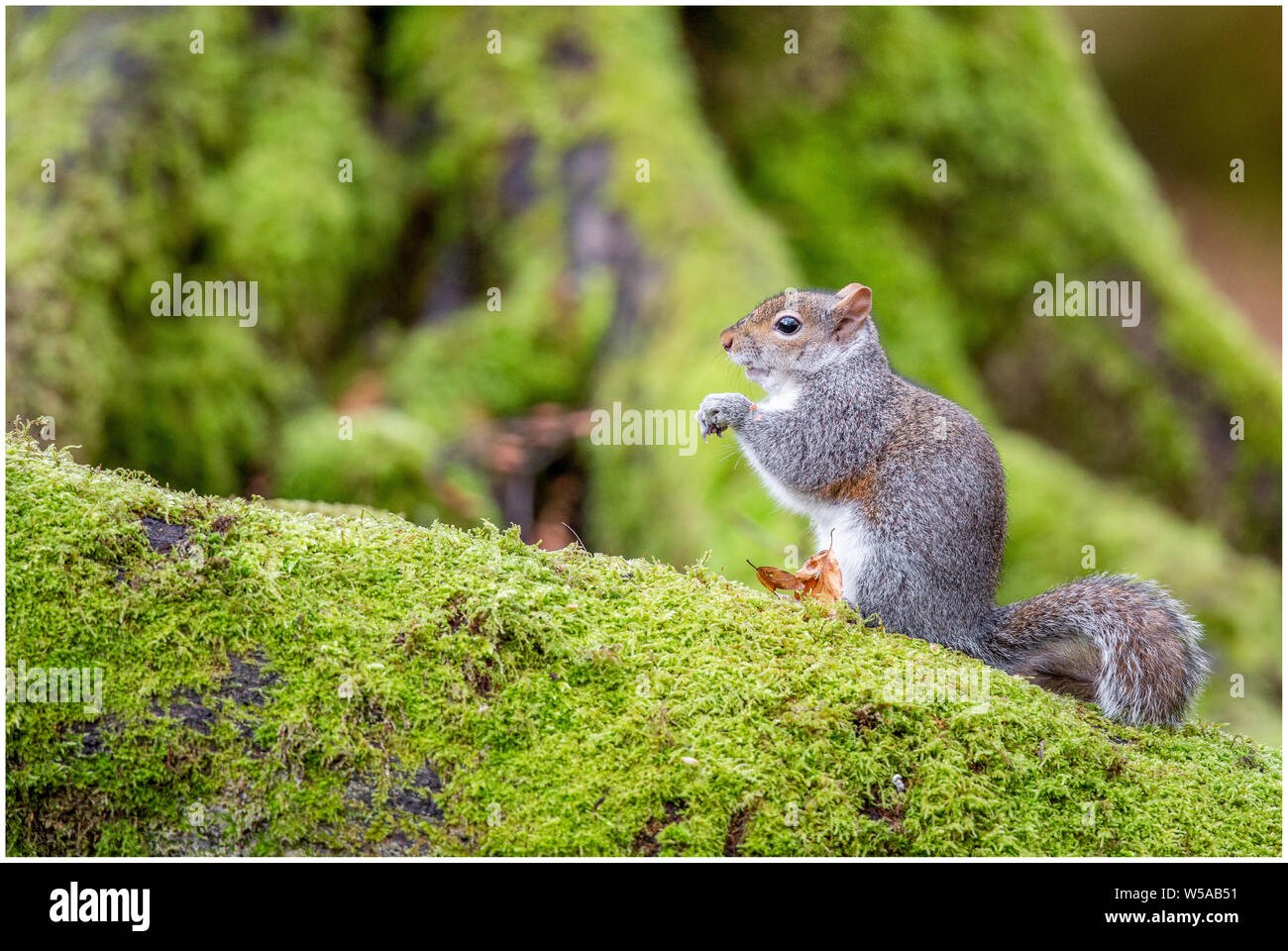 Squirell gris sur un arbre à mousse Banque D'Images