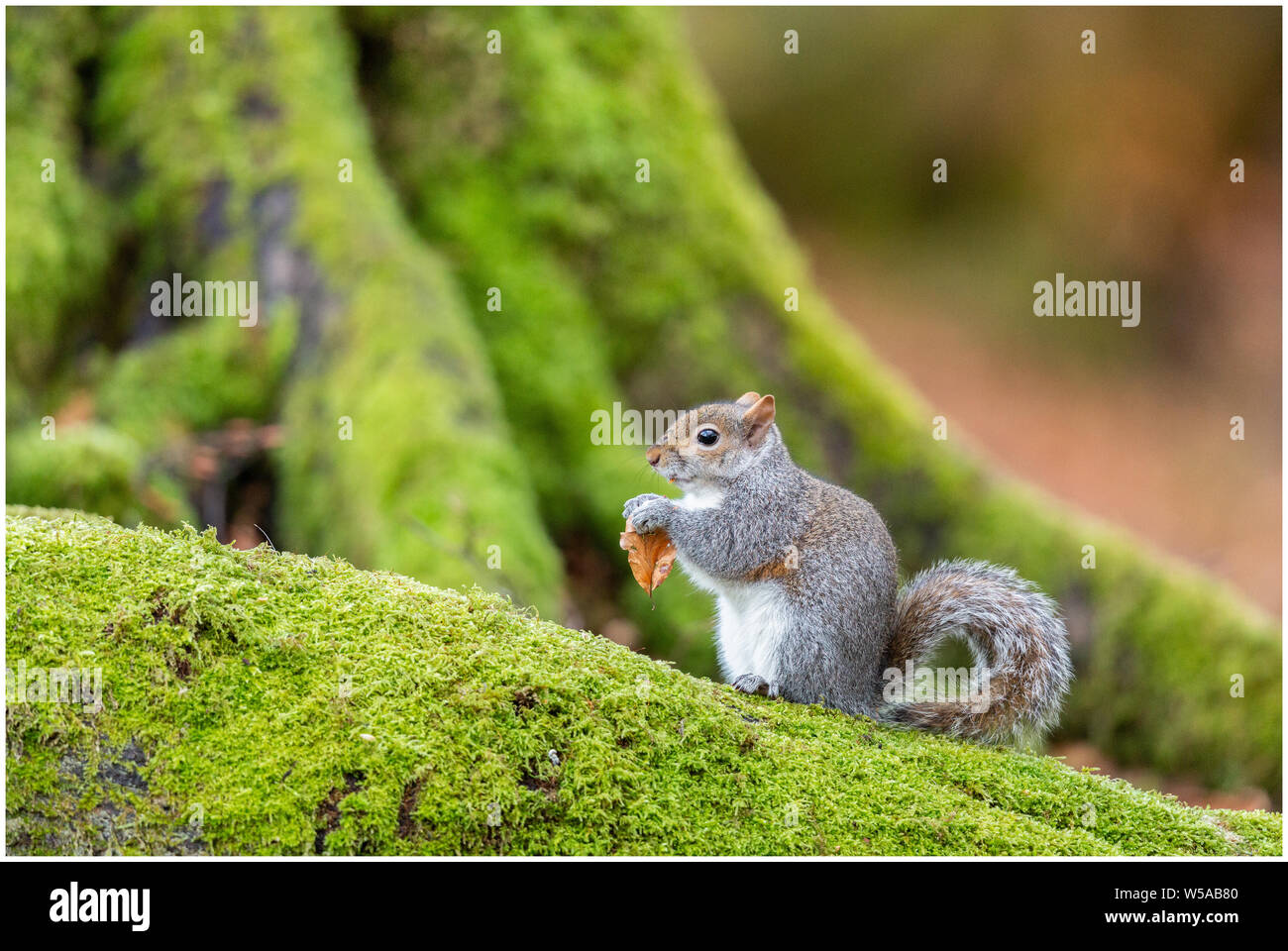 Squirell gris sur un arbre à mousse Banque D'Images