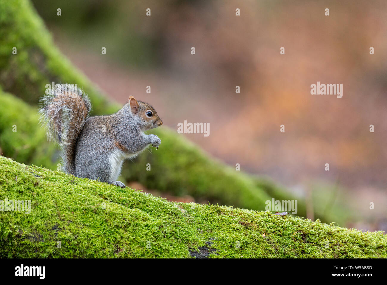 Squirell gris sur un arbre à mousse Banque D'Images