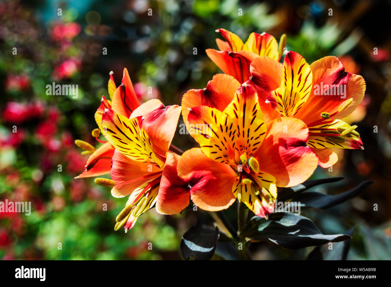 Fleurs orange vif de l'Alstroemeria, communément appelé le lis péruviens ou lis des Incas. Banque D'Images