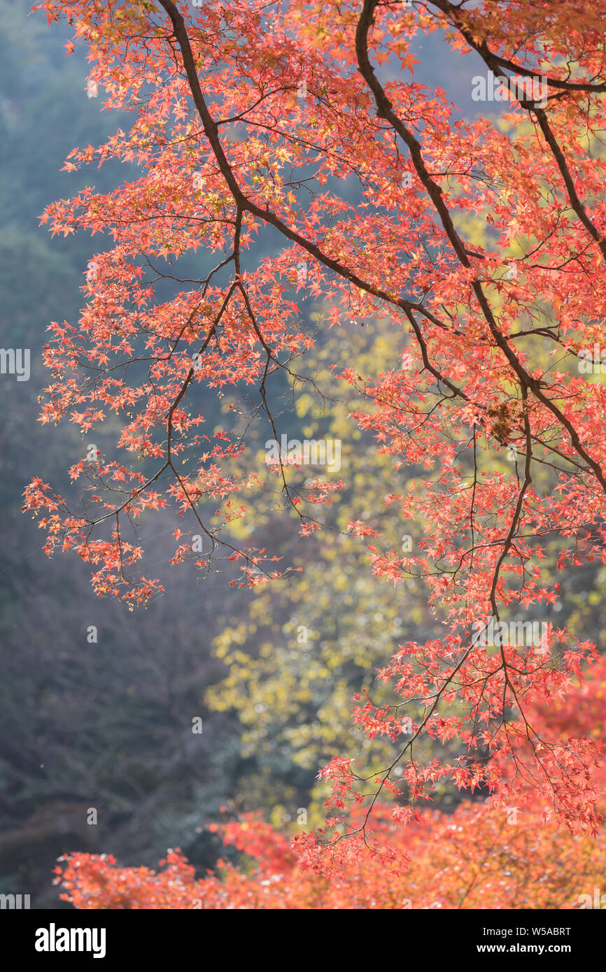 La couleur en automne dans les temples de Kyoto, au Japon. Banque D'Images