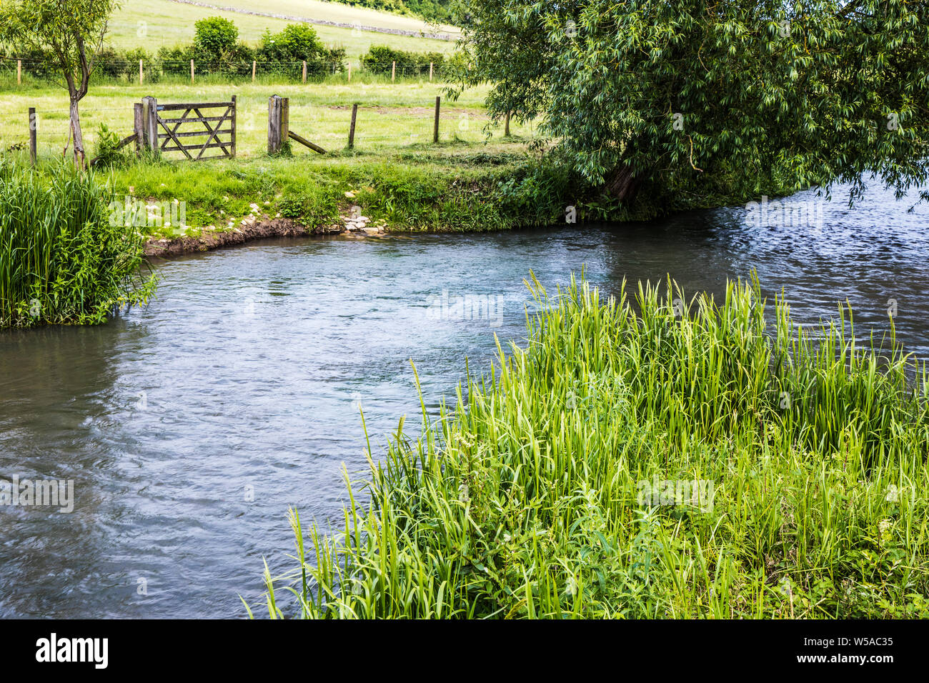 La rivière Windrush en été dans la région des Cotswolds. Banque D'Images