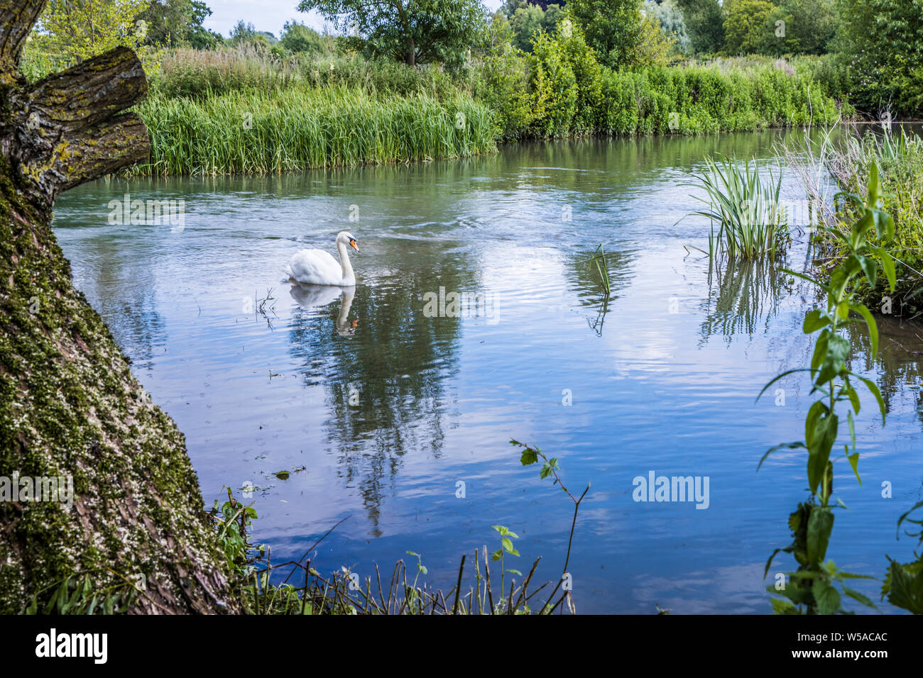 La rivière Windrush en été dans la région des Cotswolds. Banque D'Images