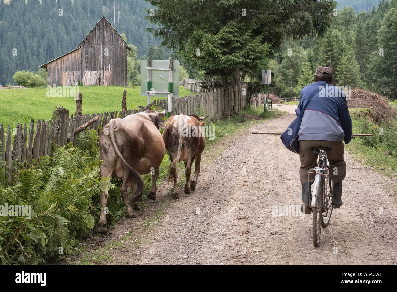 La Bucovine du nord, la Roumanie. Un agriculteur sur un vélo roulant ses deux vaches au pâturage Banque D'Images