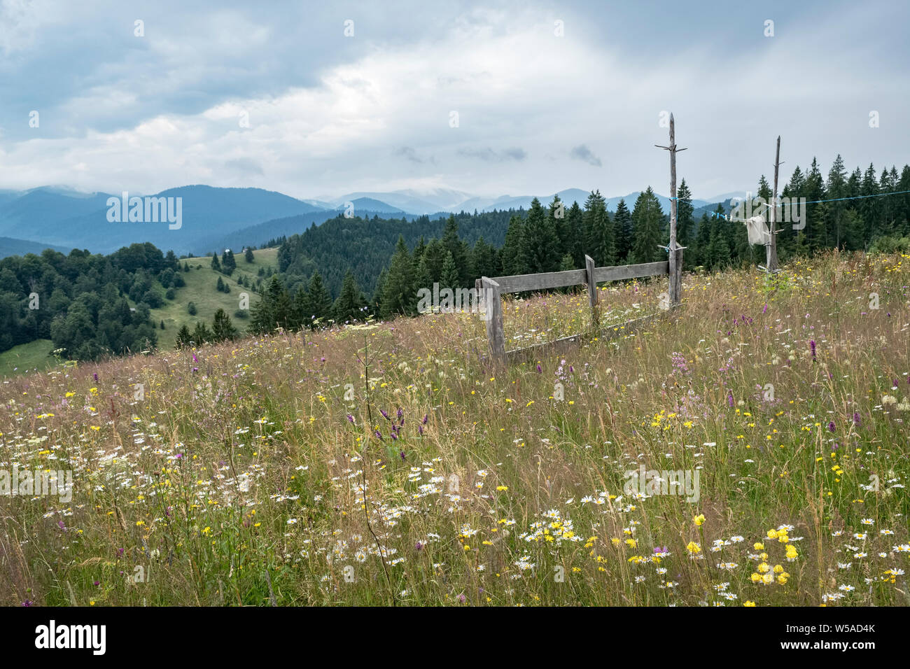 La Bucovine, Roumanie. Fleurs sauvages s'épanouissent sur les hauts pâturages, où les agriculteurs découpé à la main et ne pas appliquer des produits chimiques Banque D'Images