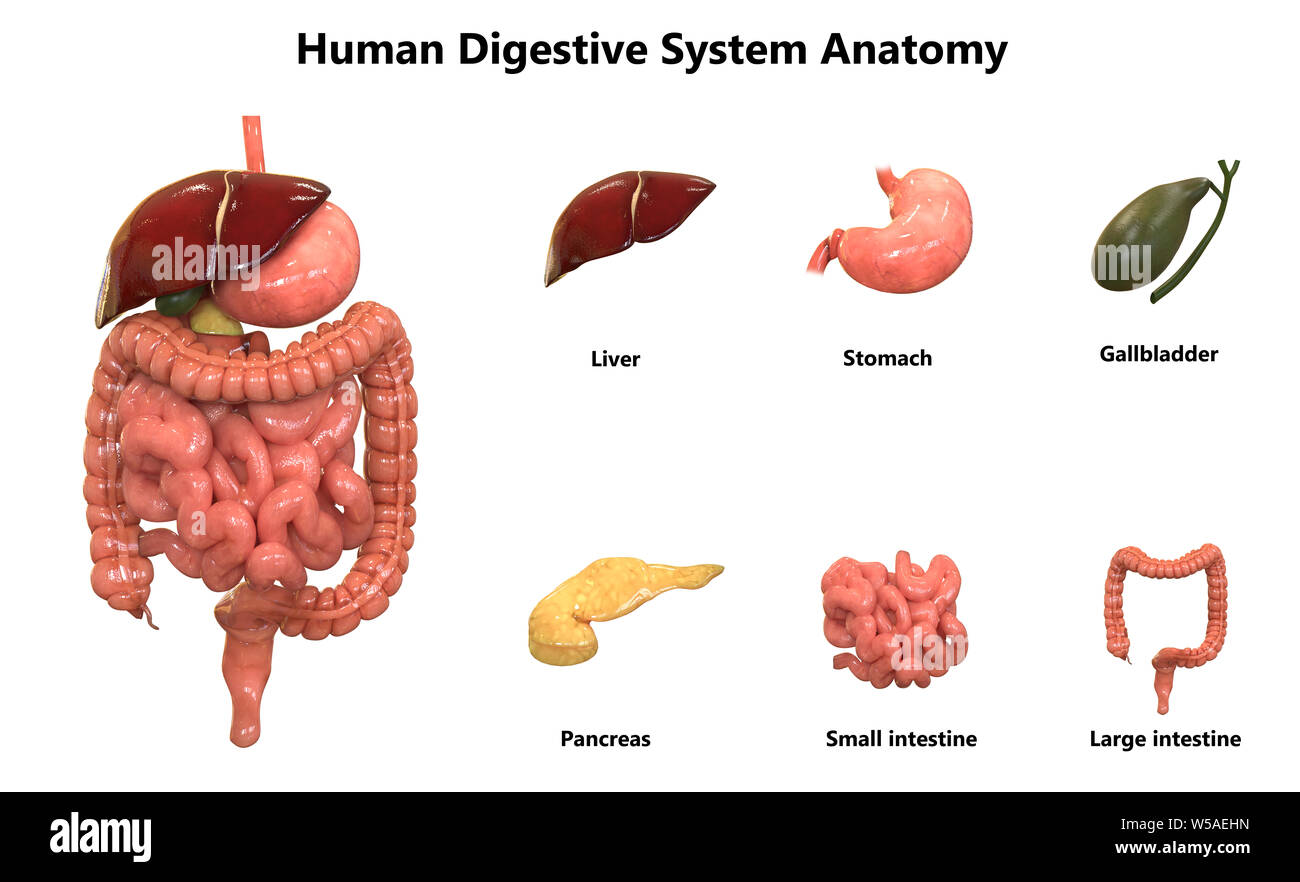 Anatomie du système digestif humain Photo Stock - Alamy