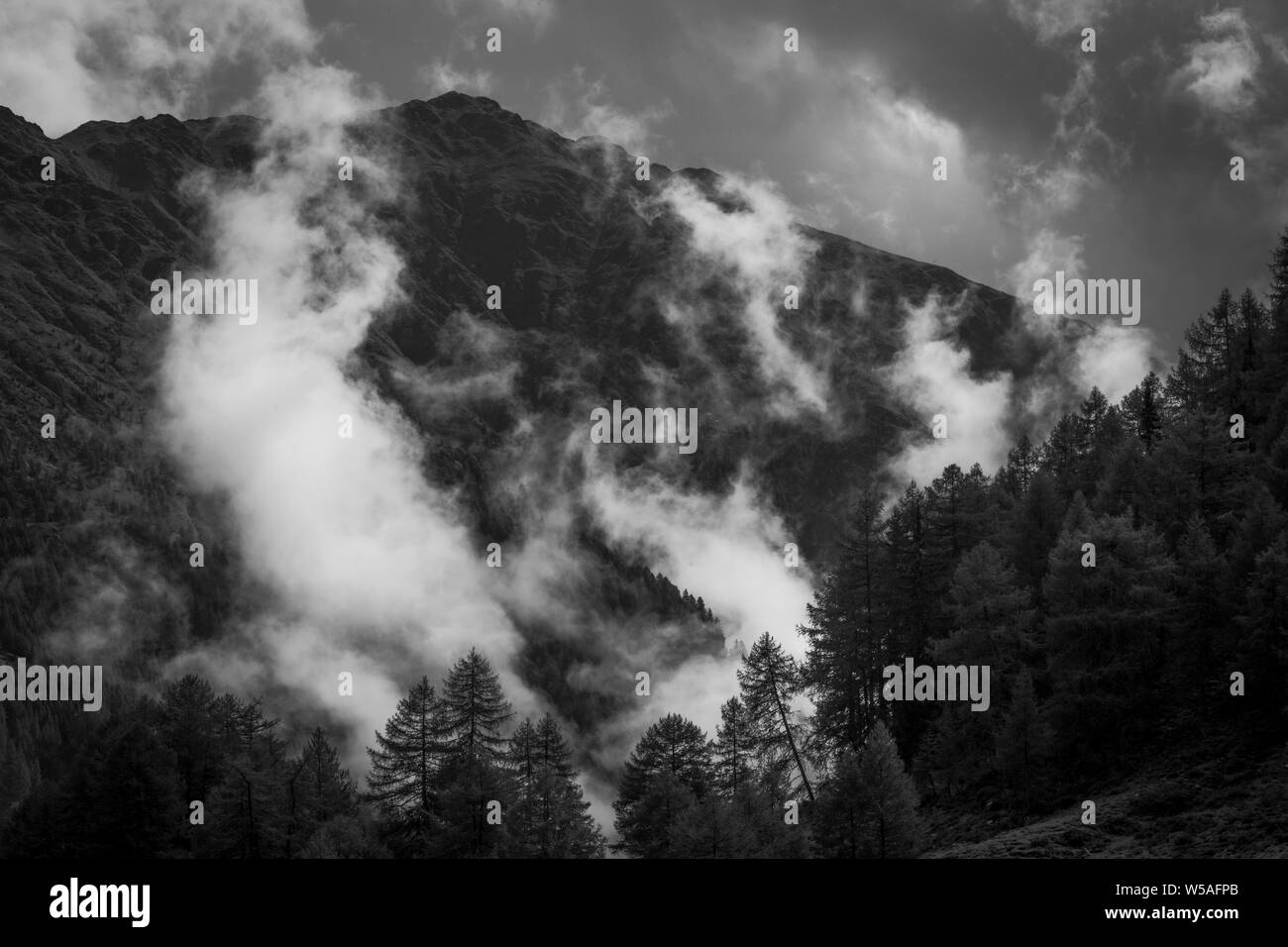 Photo noir et blanc d'une forêt couverte de brouillard du matin Banque D'Images