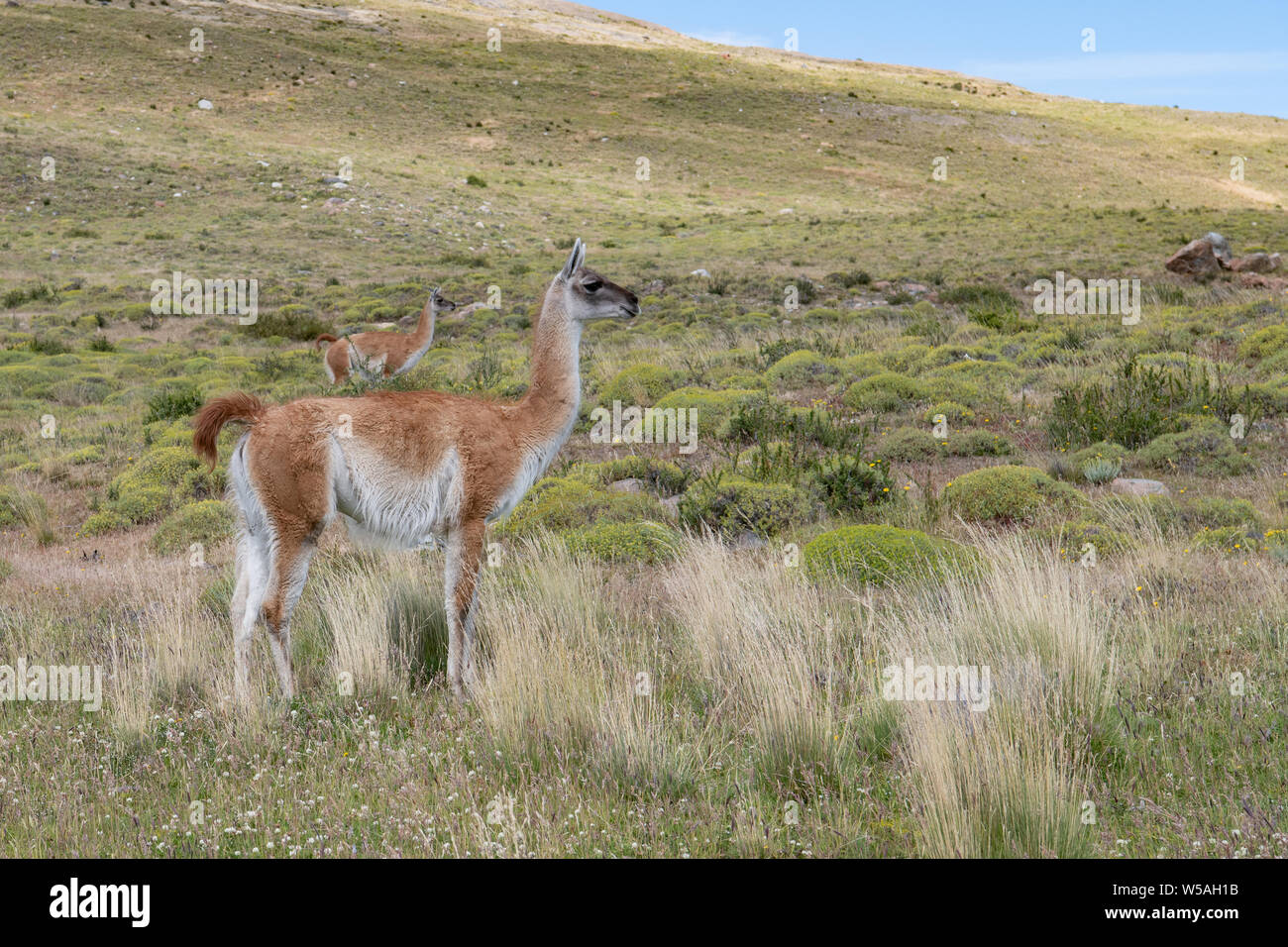 Guanaco sauvage dans les prairies en Patagonie Chili Banque D'Images